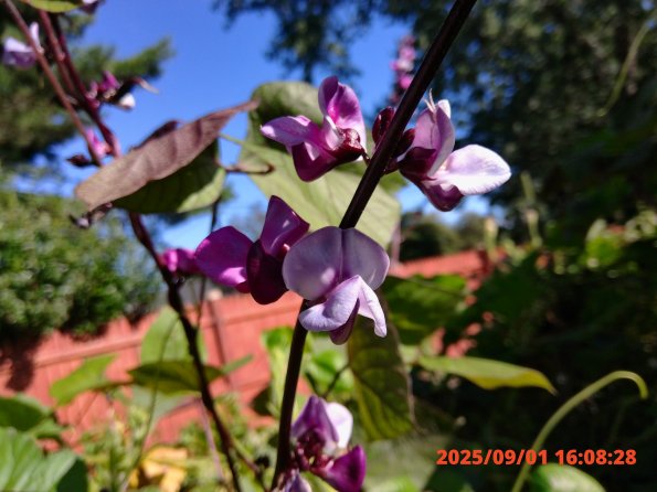 KODAK Digital Still Camera