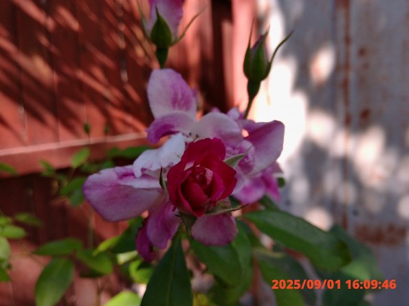 KODAK Digital Still Camera